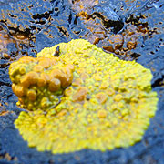 Un Tout petit Lichen presqu'invisible, accroché au Rocher, se désaltère.